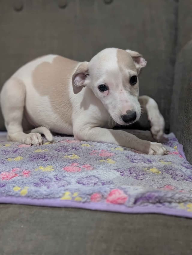 Whippet Puppies!! media 7