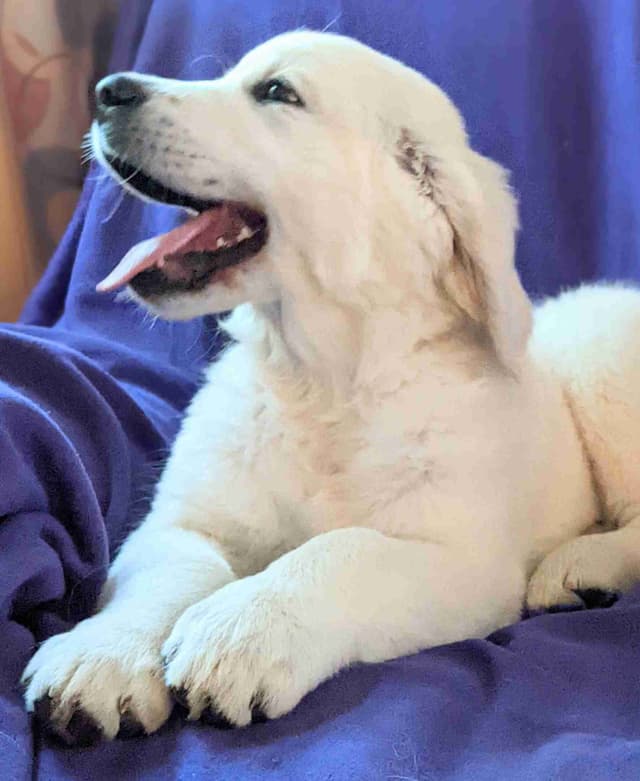 White Golden Retriever Puppies media 21