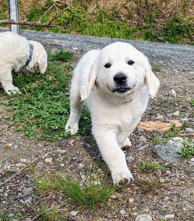 White Golden Retriever Puppies media 23