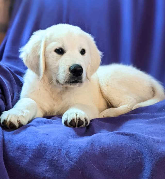 White Golden Retriever Puppies media 22