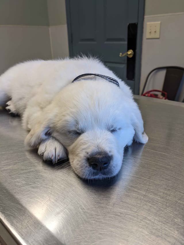 White Golden Retriever Puppies media 24