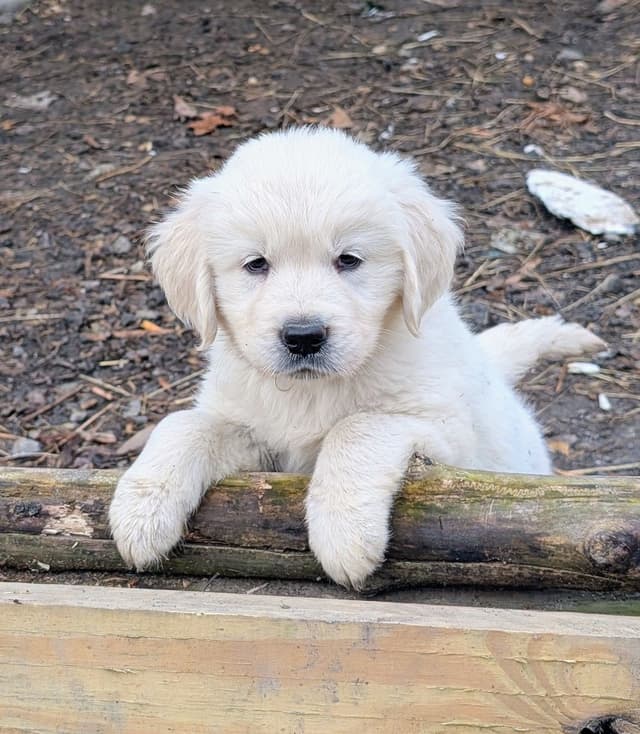 White Golden Retriever Puppies media 25