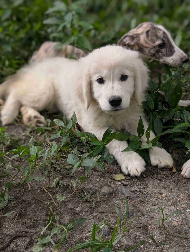 White Golden Retriever Puppies media 26