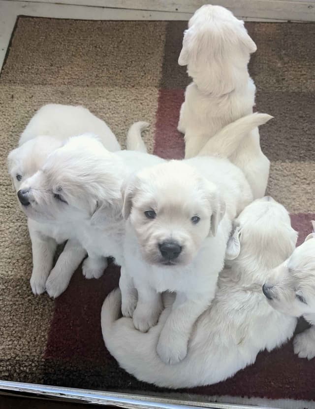 White Golden Retriever Puppies media 27