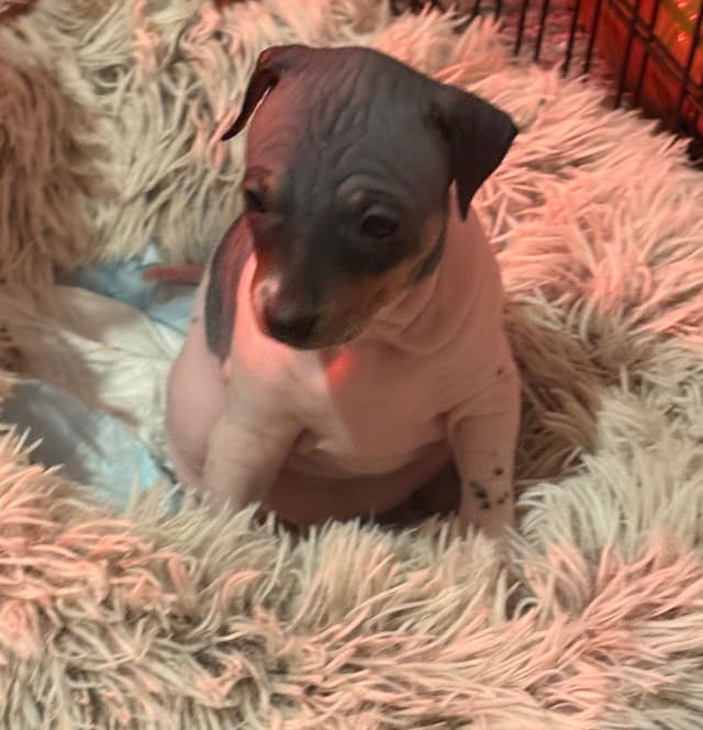 American Hairless Terrier Puppies media 3