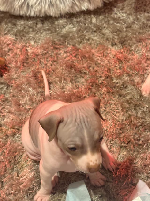 American Hairless Terrier Puppies media 4