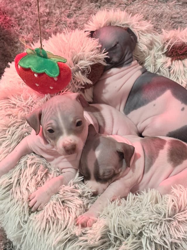 American Hairless Terrier Puppies media 5