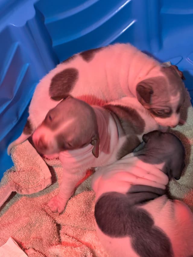 American Hairless Terrier Puppies media 6