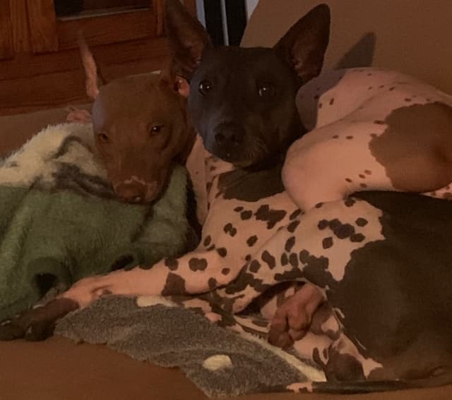 American Hairless Terrier Puppies media 7