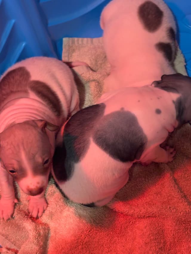 American Hairless Terrier Puppies media 8