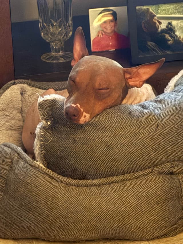 American Hairless Terrier Puppies media 9