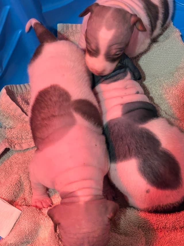 American Hairless Terrier Puppies media 10