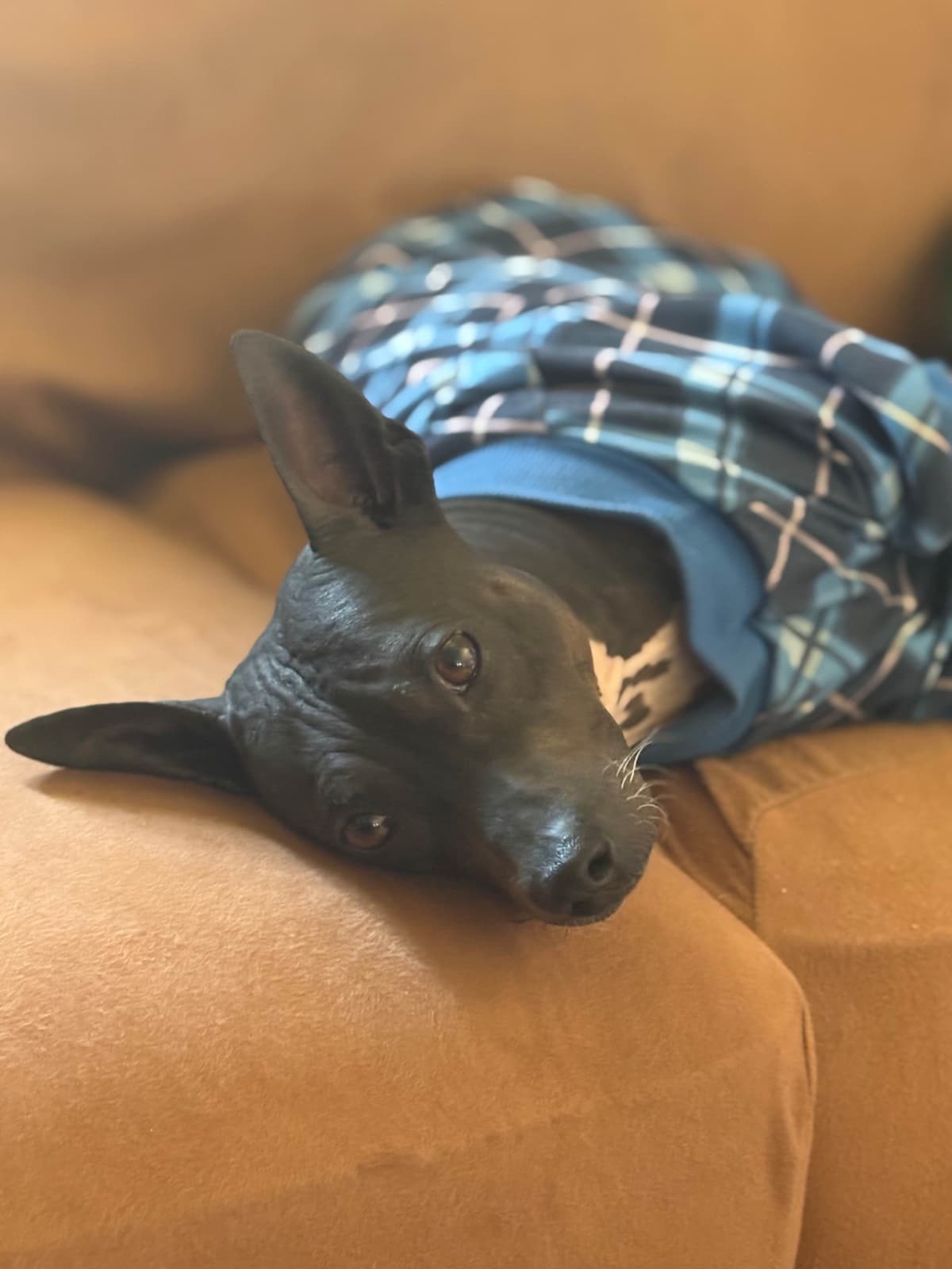 American Hairless Terrier Puppies breeder image 3
