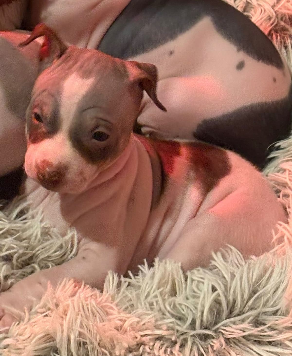 American Hairless Terrier Puppies breeder image 1