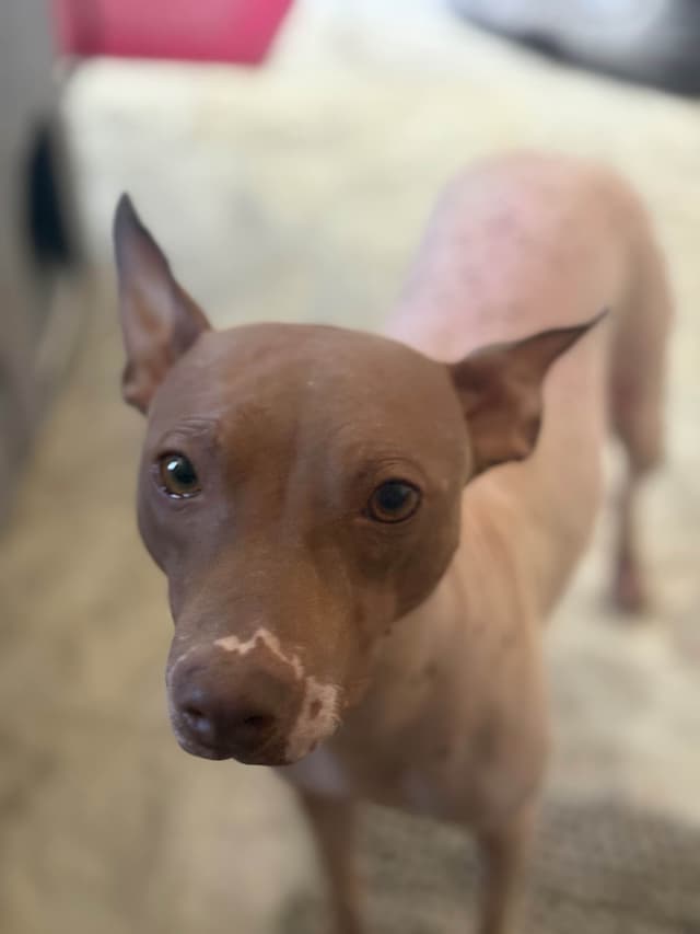 American Hairless Terrier Puppies media 11