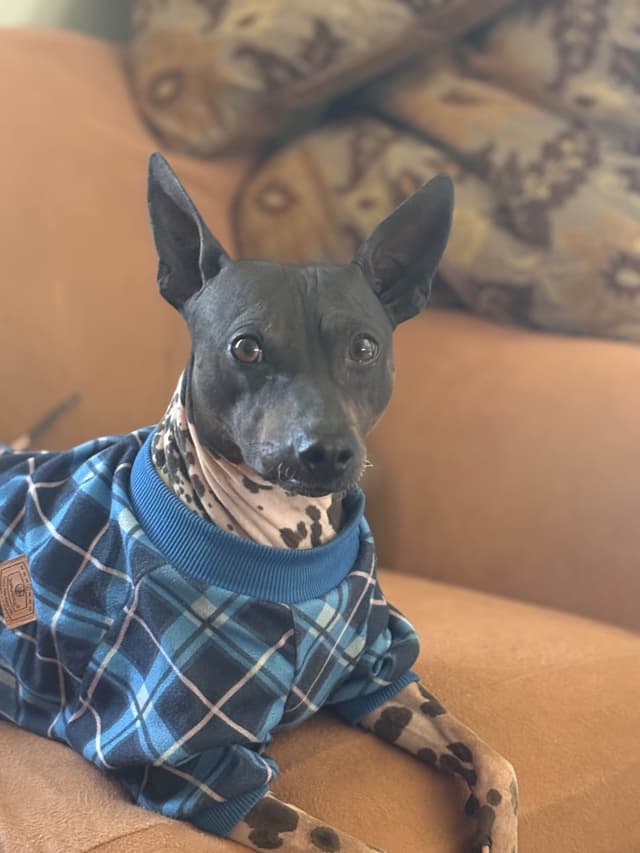 American Hairless Terrier Puppies media 12