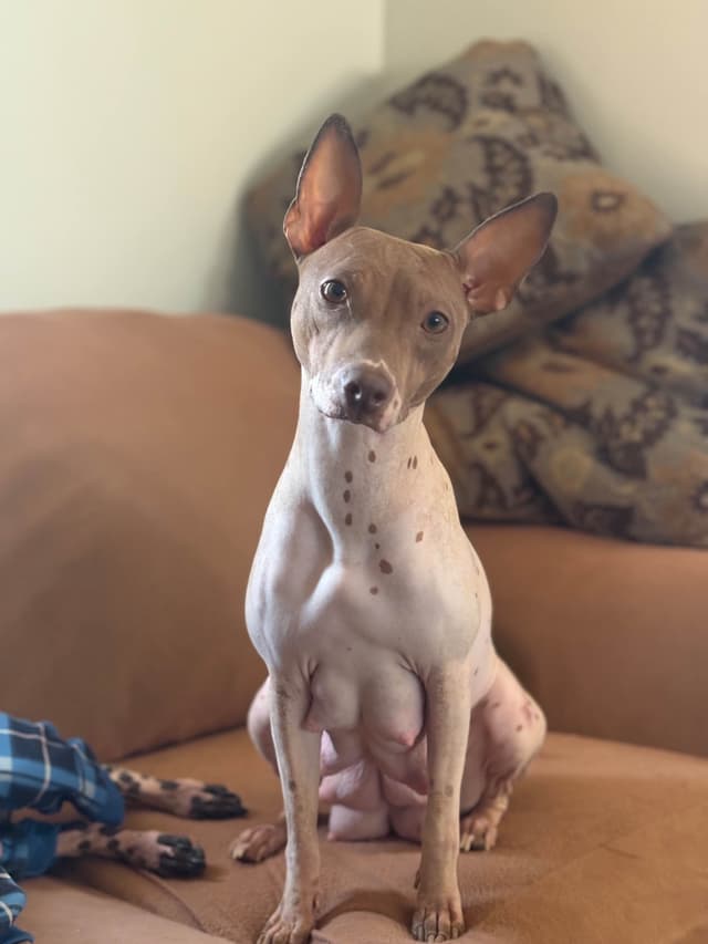 American Hairless Terrier Puppies media 13