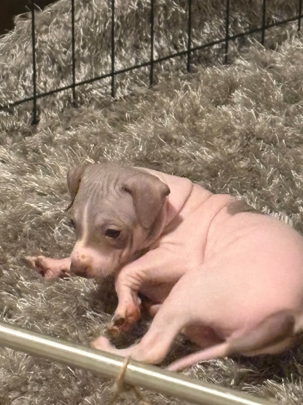 American Hairless Terrier Puppies breeder image 6