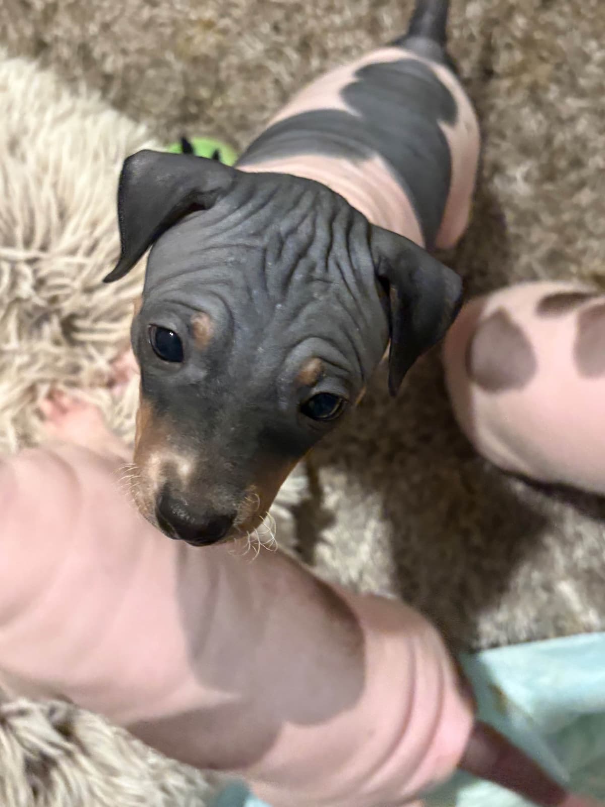 American Hairless Terrier Puppies breeder image 8