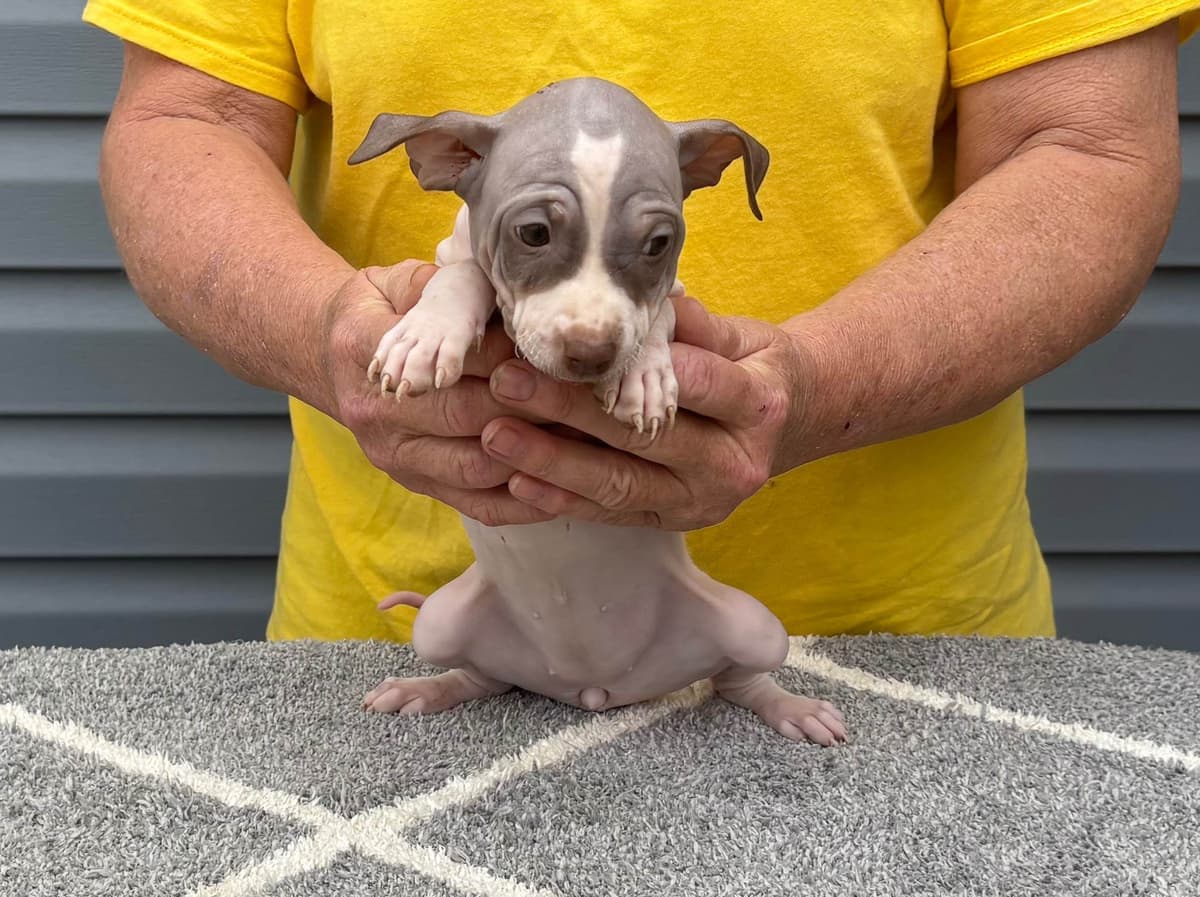 American Hairless Terrier Puppies breeder image 12