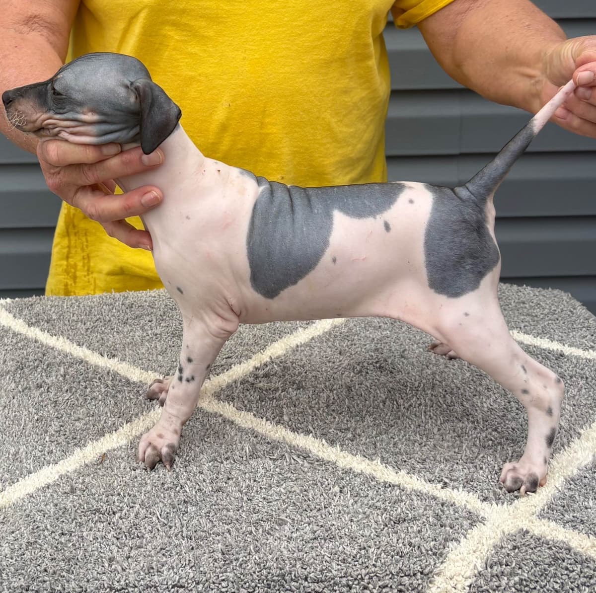 American Hairless Terrier Puppies breeder image 13