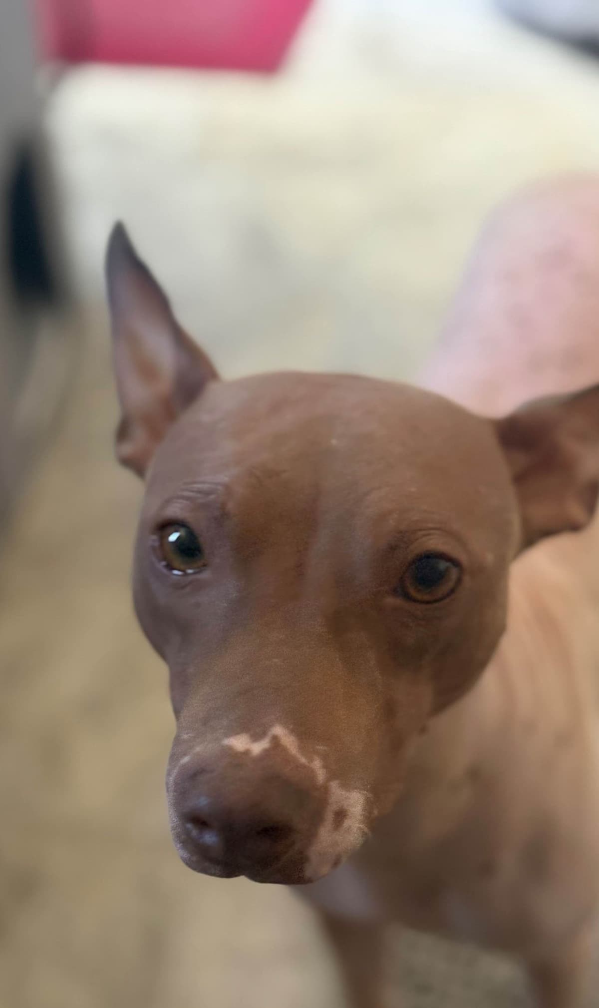 American Hairless Terrier Puppies breeder image 14