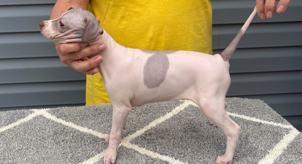 American Hairless Terrier Puppies breeder image 17