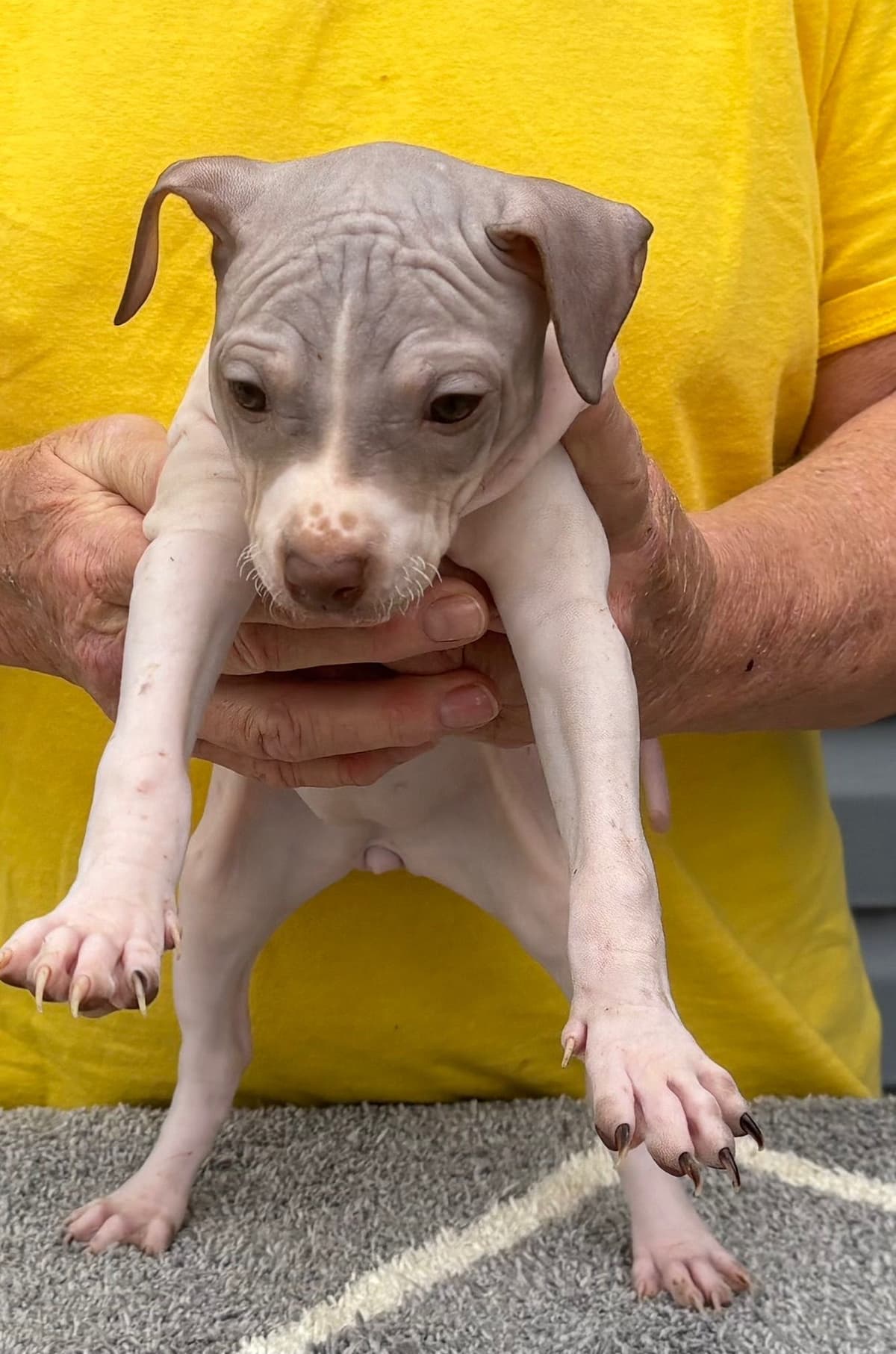 American Hairless Terrier Puppies breeder image 18