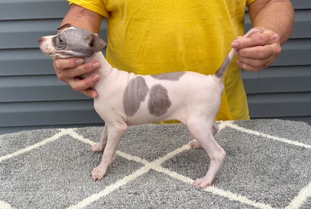 American Hairless Terrier Puppies breeder image 23