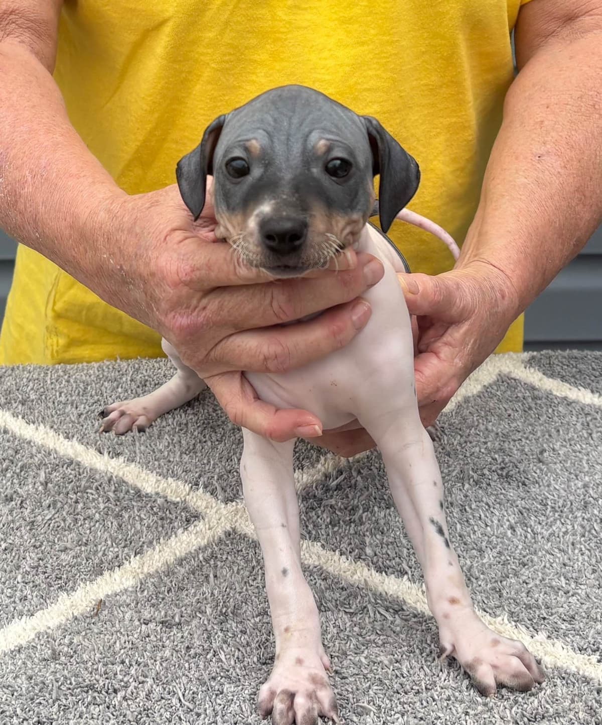 American Hairless Terrier Puppies breeder image 20