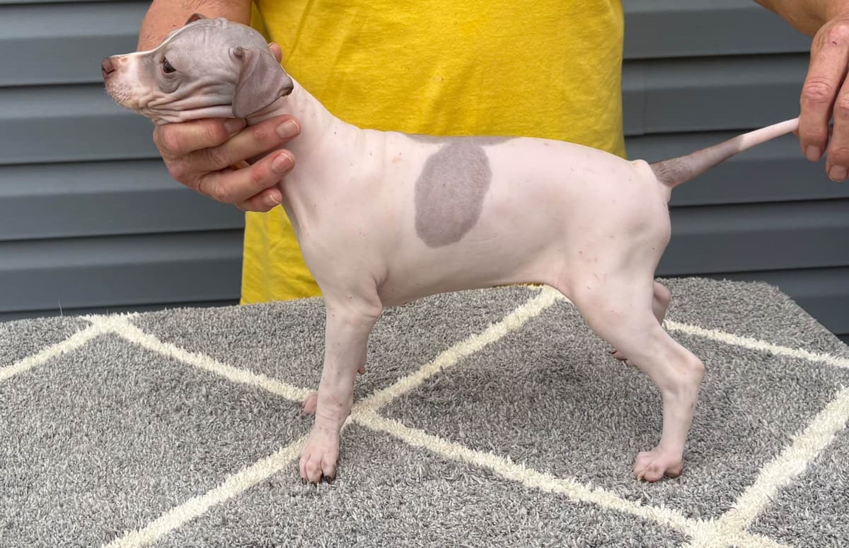 American Hairless Terrier Puppies breeder image 21