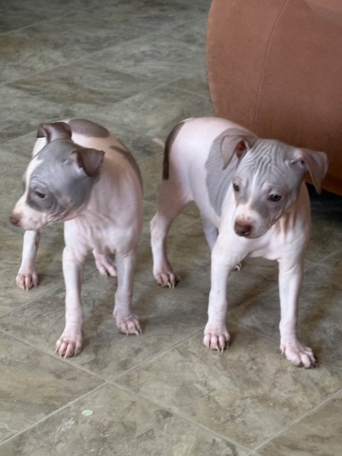 American Hairless Terrier Puppies breeder image 24