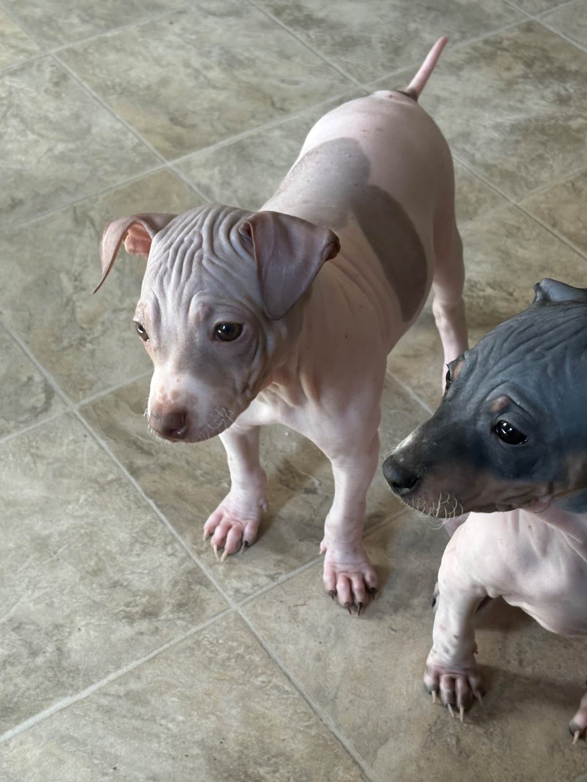 American Hairless Terrier Puppies breeder image 25
