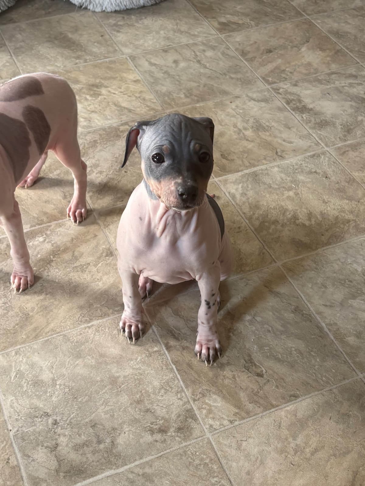 American Hairless Terrier Puppies breeder image 26
