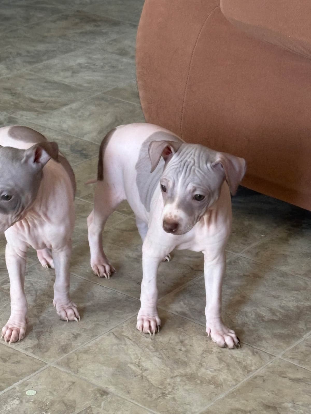 American Hairless Terrier Puppies breeder image 28