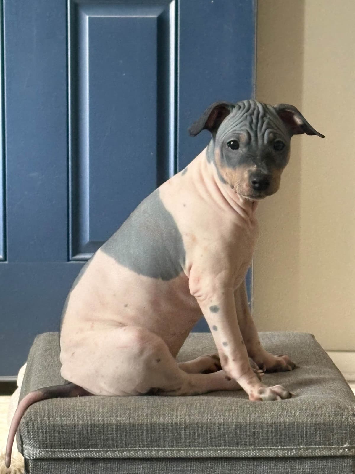 American Hairless Terrier Puppies breeder image 29