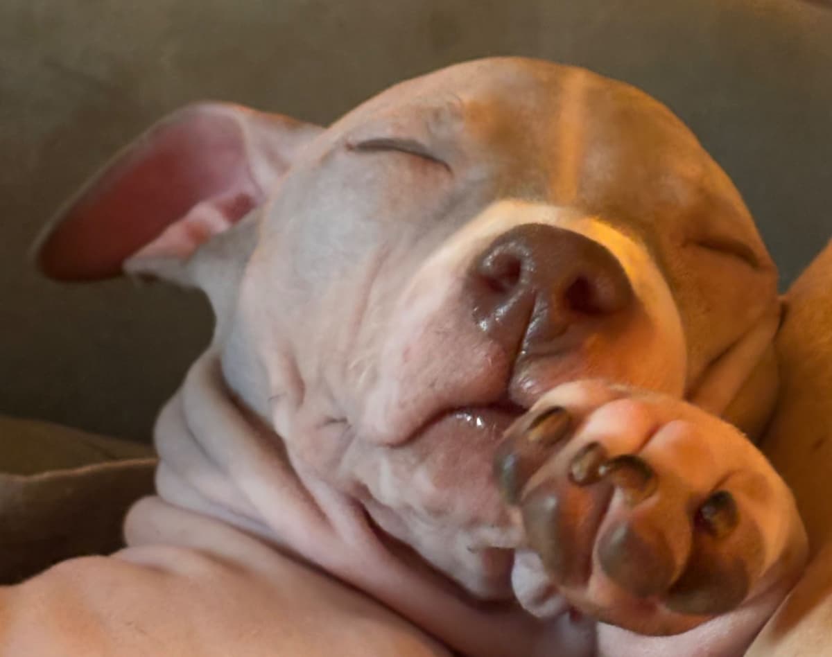 American Hairless Terrier Puppies breeder image 30