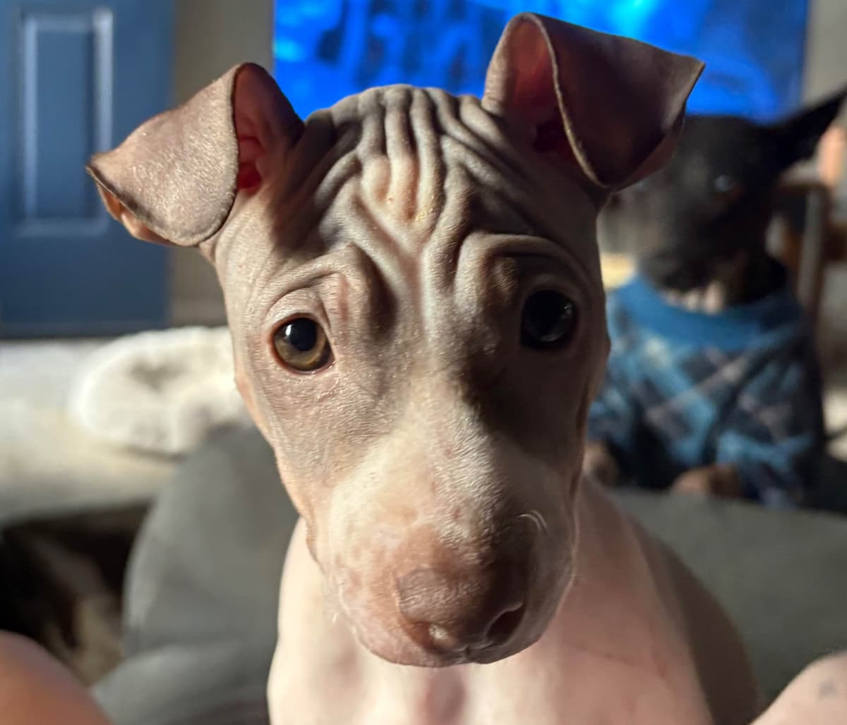 American Hairless Terrier Puppies breeder image 31