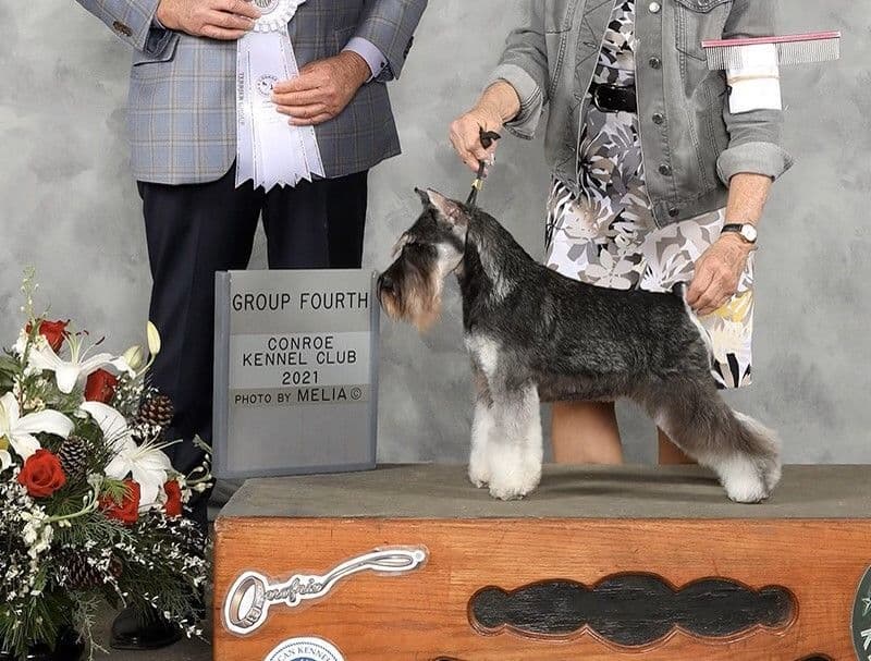 Miniature Schnauzer Puppies breeder image 1