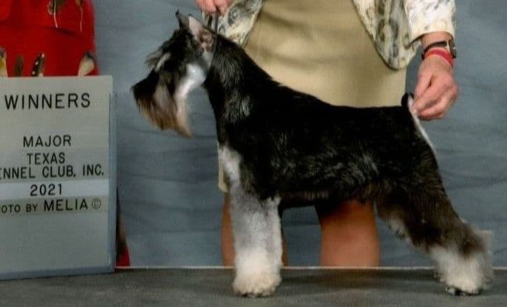 Miniature Schnauzer Puppies breeder image 3