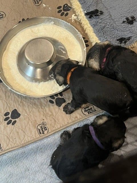 Miniature Schnauzer Puppies breeder image 5