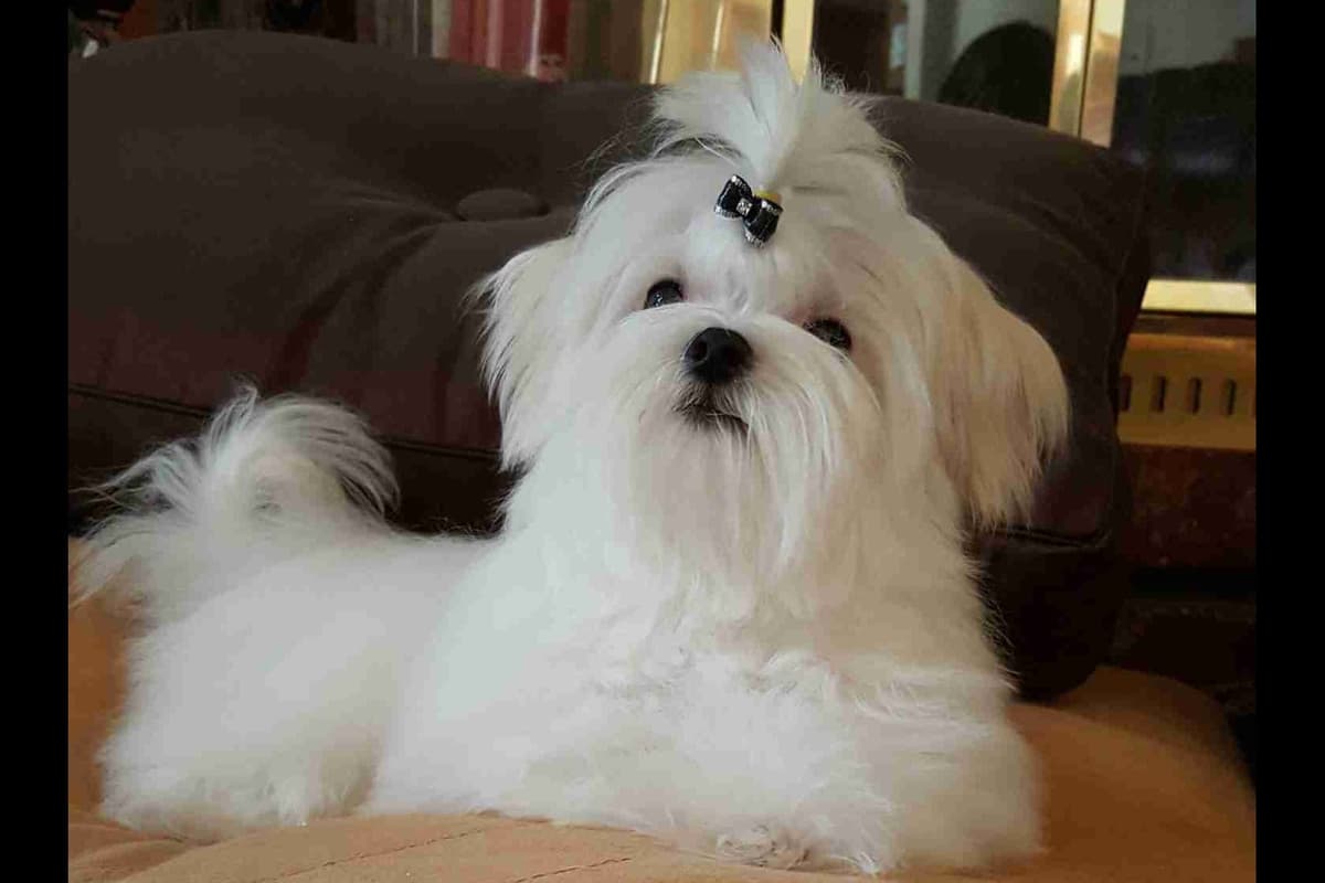 Maltese Puppies breeder image 1