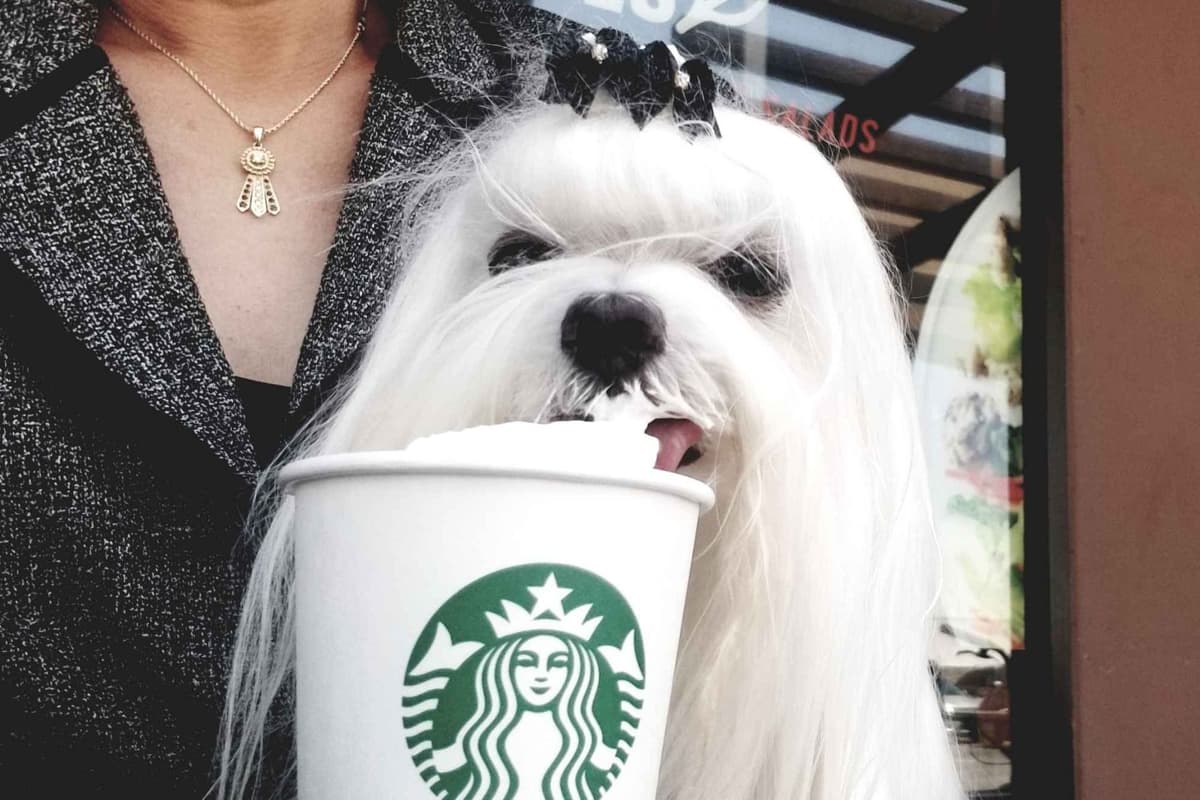 Maltese Puppies breeder image 2