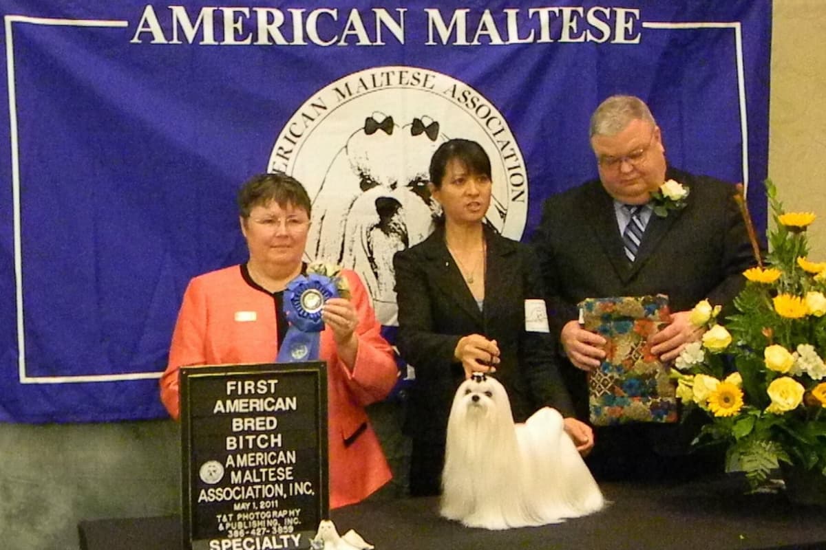 Maltese Puppies breeder image 3