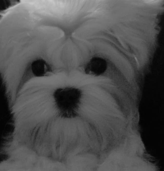 Maltese Puppies media 3