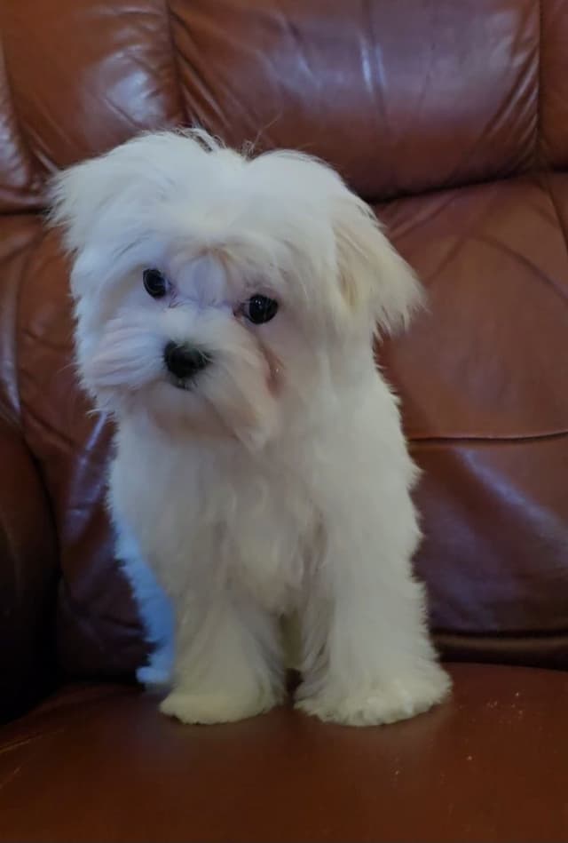 Maltese Puppies media 2