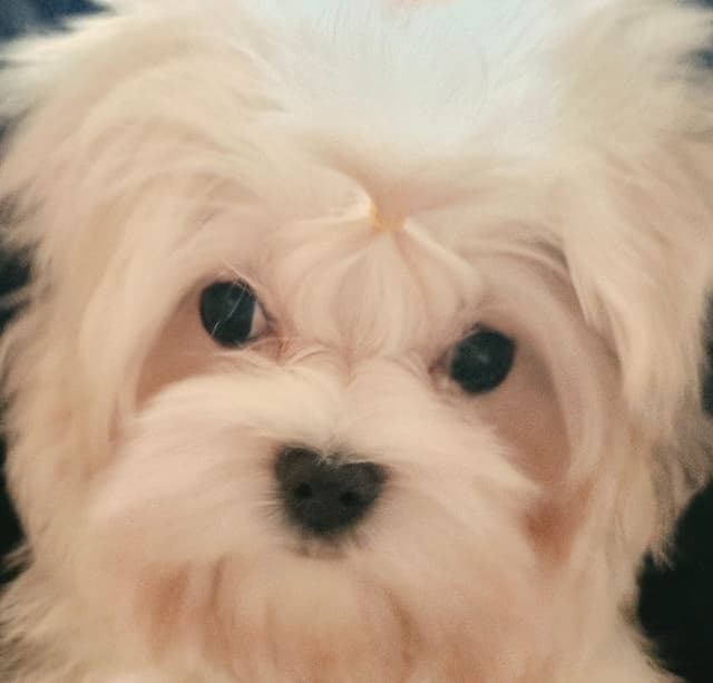 Maltese Puppies media 4
