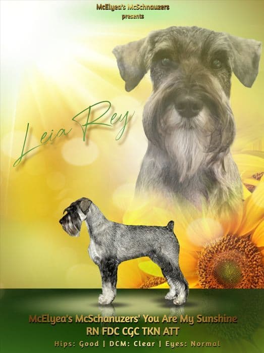 Pepper-salt Female breeder image 18