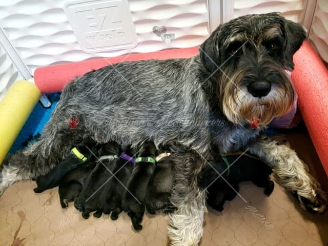 Pepper-salt Female media 2
