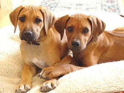 Rhodesian Ridgeback Puppies breeder image 4
